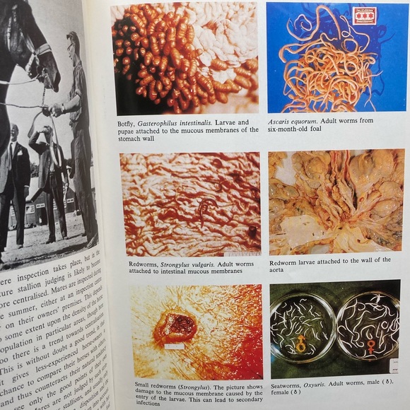 Healthy Horse Handbook Illustrated Hardcover Educational Academia - Picture 9 of 16